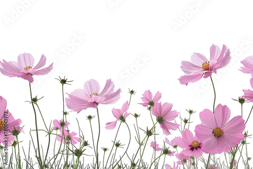 Delicate Pink Cosmos Waltz on white background