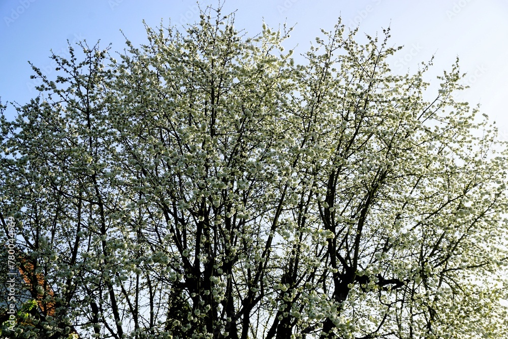 Obraz premium Große hohe Kirschbaumkrone vor Himmel bei Sonne am Morgen im Frühling