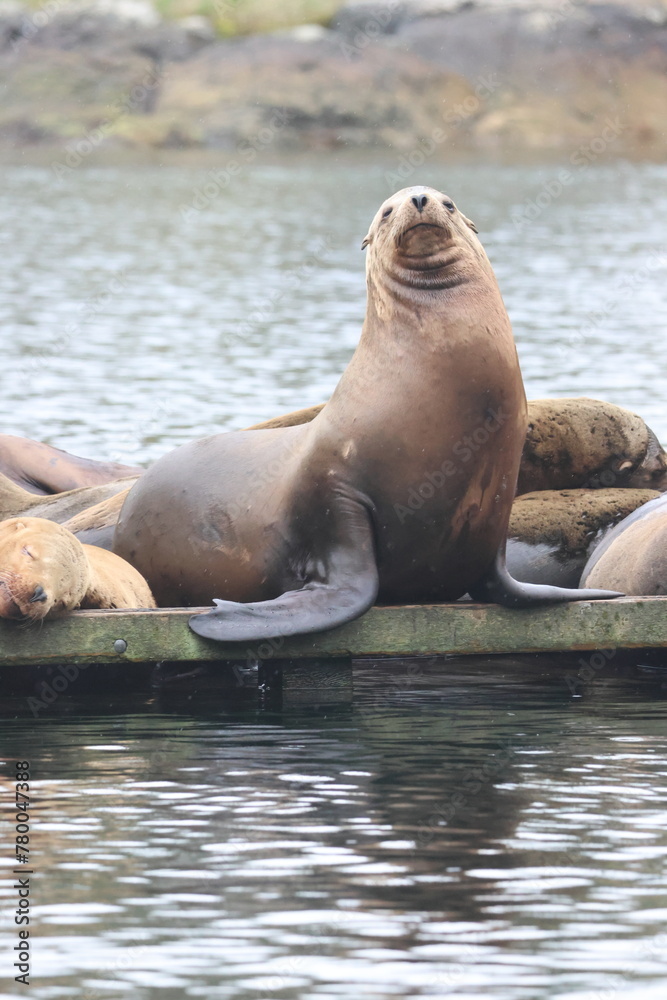 Fototapeta premium large california sea lion front facing on a dock