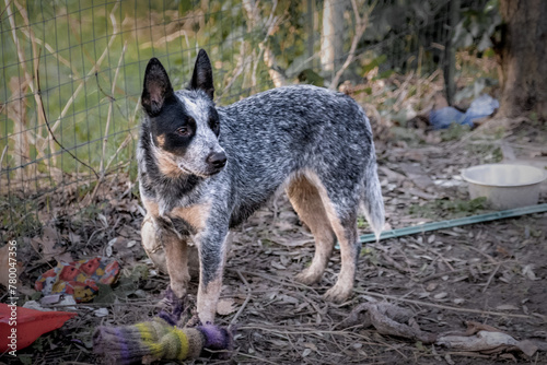 Bunji  the australian cattle dog  playing in the garden with toys