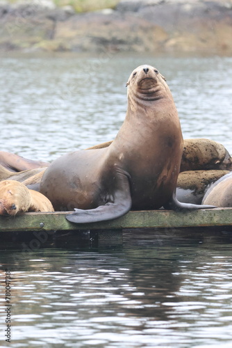 large california sea lion front facing on a dock
