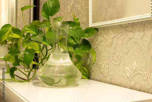 Glass jug with a water and home decorative plant