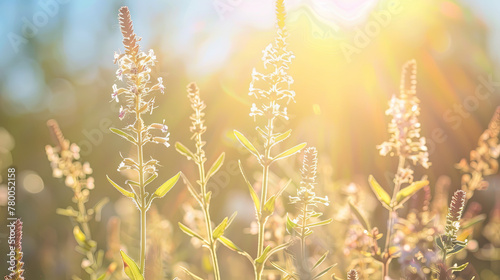 Blooming ragweed as an allergen for allergy sufferers in the warm season