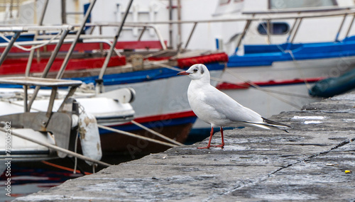 Seagull among fishing boats