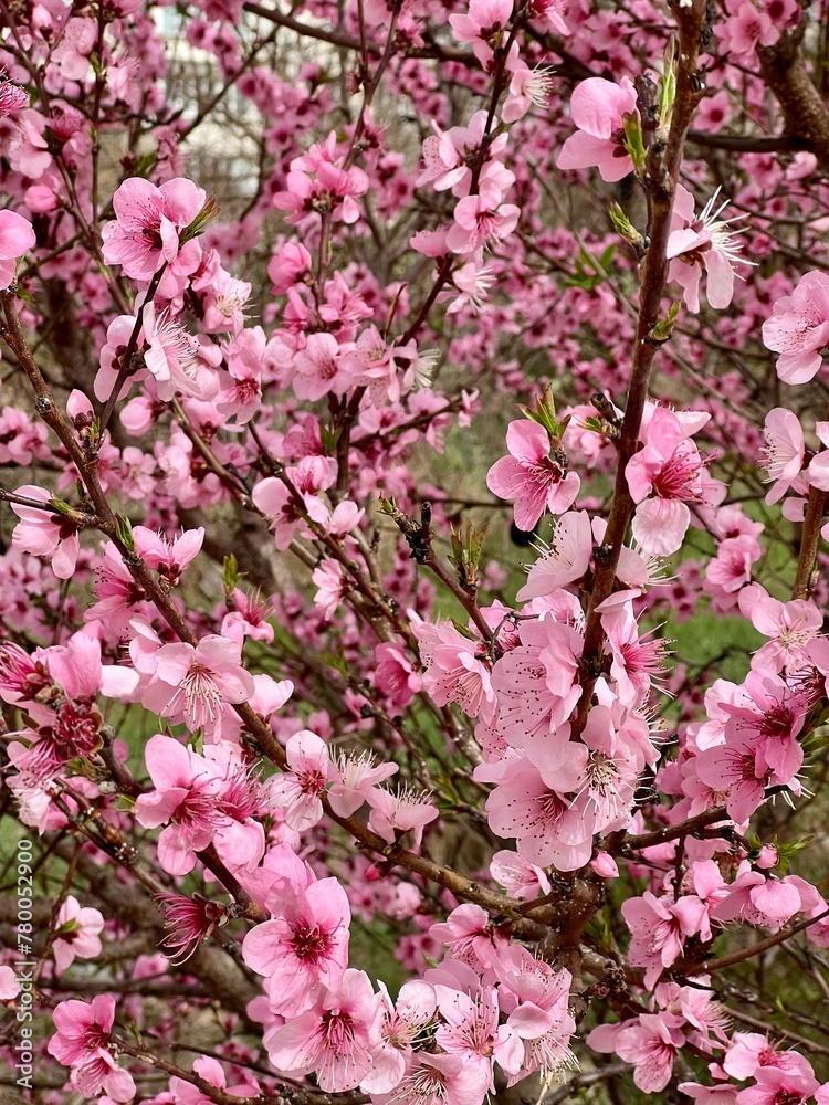 Large pink peach tree flowers in early spring Large pink peach tree flowers in early spring