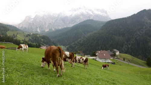 Herd of cows in a meadow in the Alps , Italy