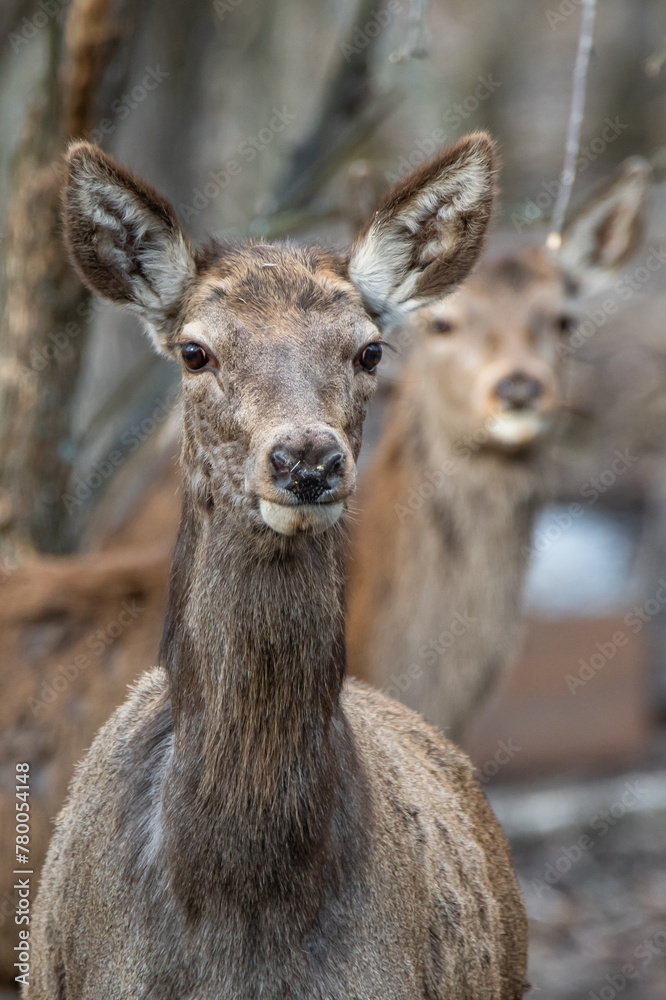 Red deer, males and females in the deciduous forest in winter Red deer, males and females in the deciduous forest in winter