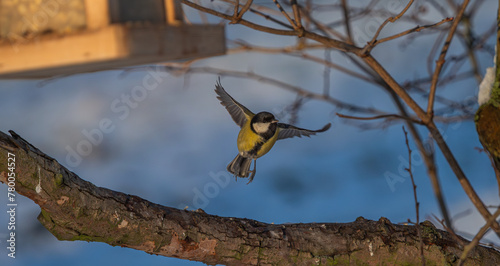 A great tit flying away from a feeding spot at winter in Jena