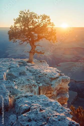 a tree on a cliff photo