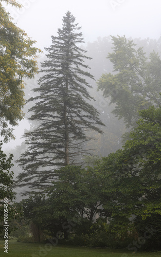 Foggy Morning