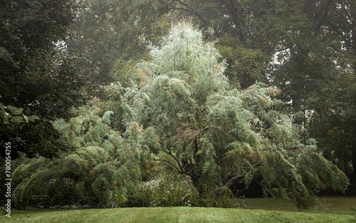 Pyramid of Foliage