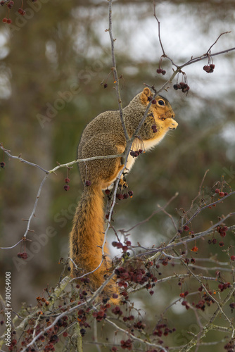Squirrel in the Crab Apples