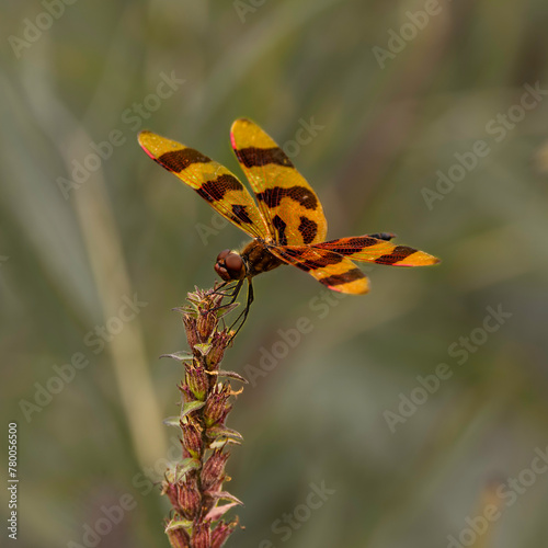 Halloween Pennant