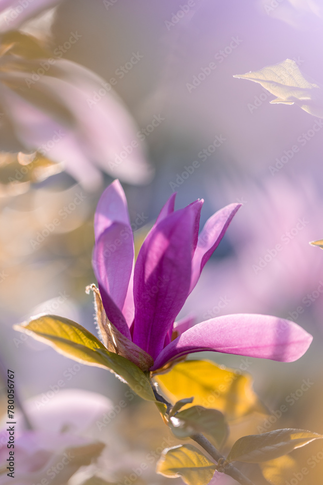 Różowe kwiaty magnolii, tło kwiatowe Różowe kwiaty magnolii, tło kwiatowe