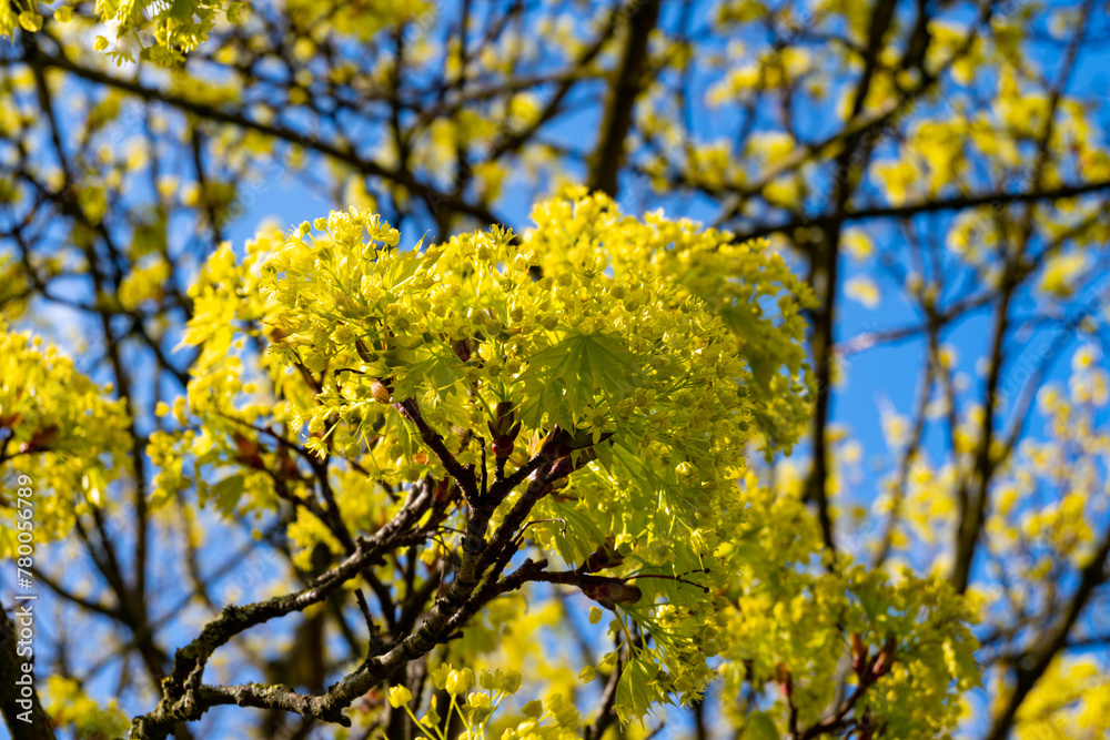 Acer platanoides, commonly known as Norway maple in spring blossom Acer platanoides, commonly known as Norway maple in spring blossom