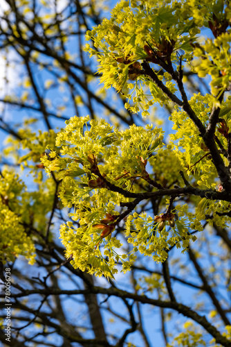 Acer platanoides, commonly known as Norway maple in spring blossom