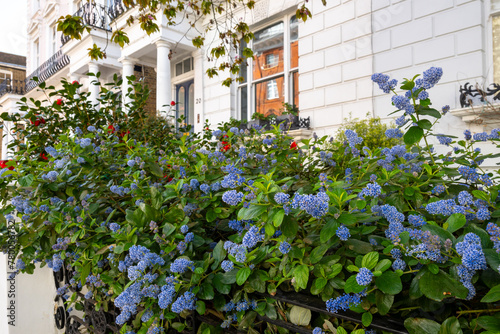 Blue flowers of eltleaf ceanothus, island ceanothus, and island mountain lilac in London's garden, UK in spring