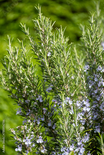 Botanical collection, Blue blossom of aromatic kitchen herb rosemary
