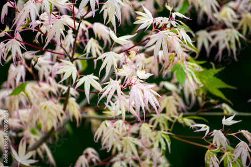 Botanical collection, young leaves of red japan shaina acer tree photo