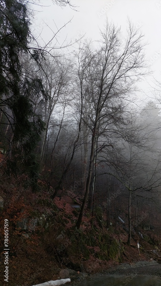 Fototapeta premium fog in the forest
