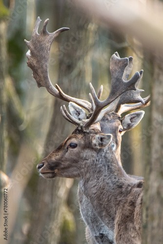 A male doe with magnificent horns