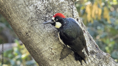 Acorn Woodpecker (Melanerpes formicivorus) on a tree. It is a medium-sized woodpecker that lives in North, Central and partly South America. photo