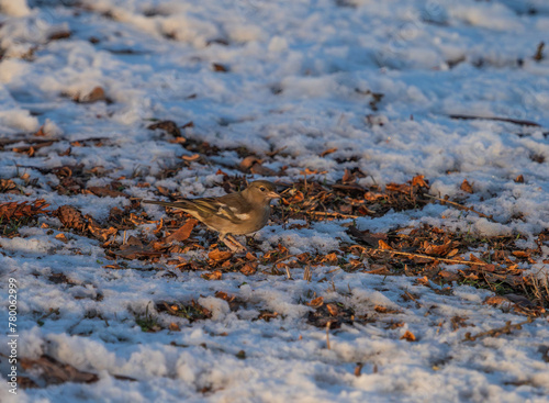 A chaffinch at a feeding spot at winter in Jena
