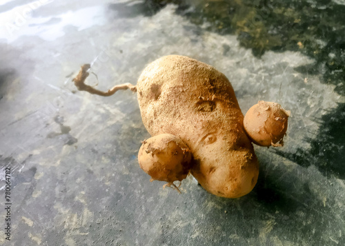 Potato shaped like a mouse with a tail on a barn floor photo