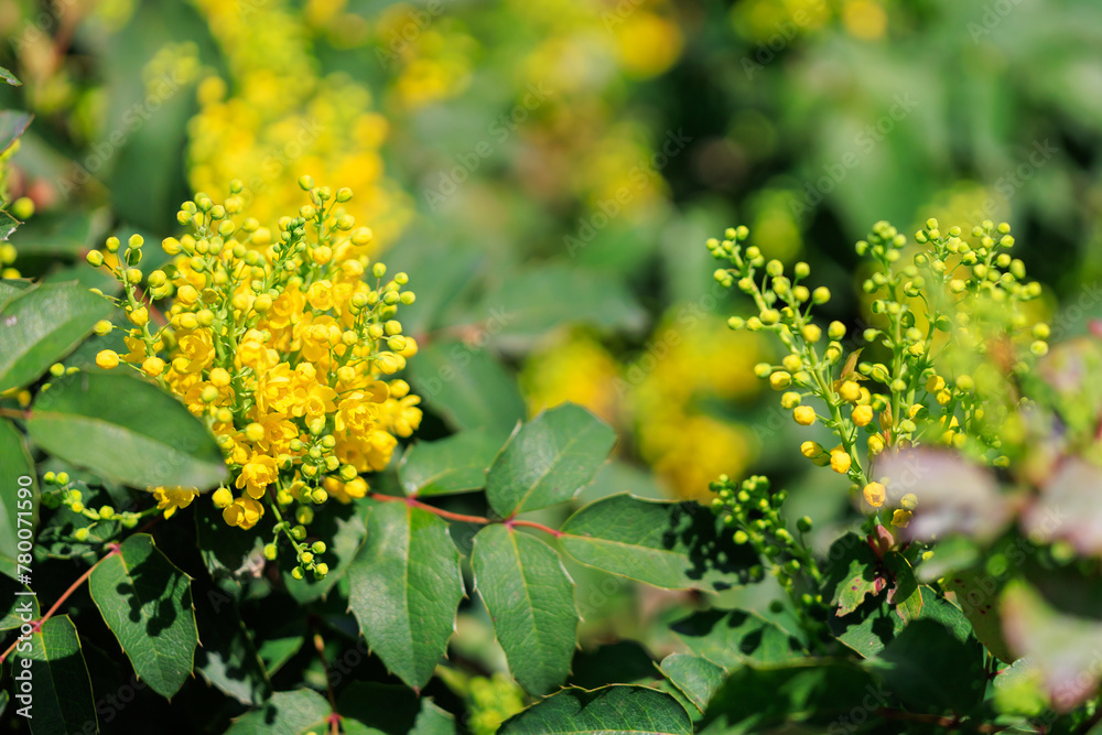 A field of yellow flowers with green leaves A field of yellow flowers with green leaves