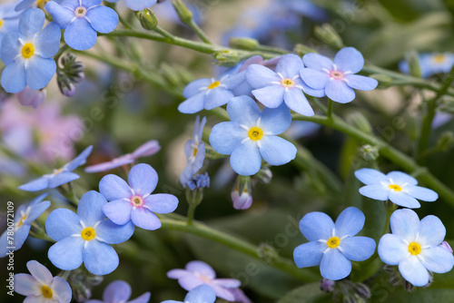 Close up of forget me not flower