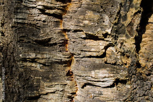 Corteza árbol textura