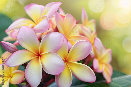 Pink and yellow tropical summer flowers