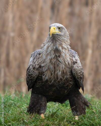 weite-tailed eagle