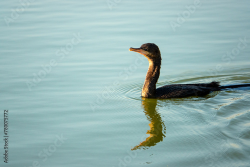 Cormorant in water