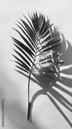 Palm Leaf Shadow on Wall