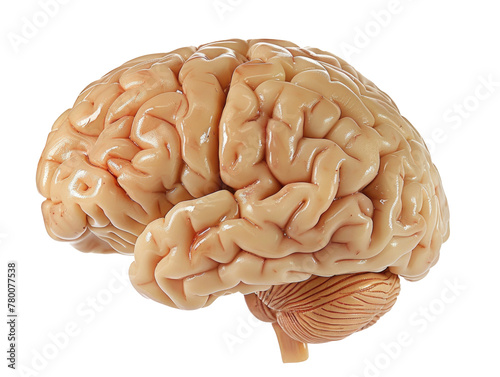 Human brain isolated with transparent background. AI generative.