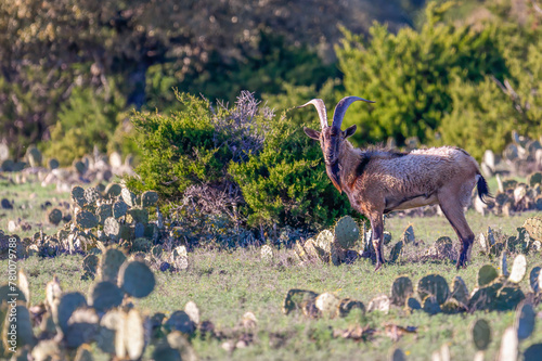 Female Nubian Ibex  photo