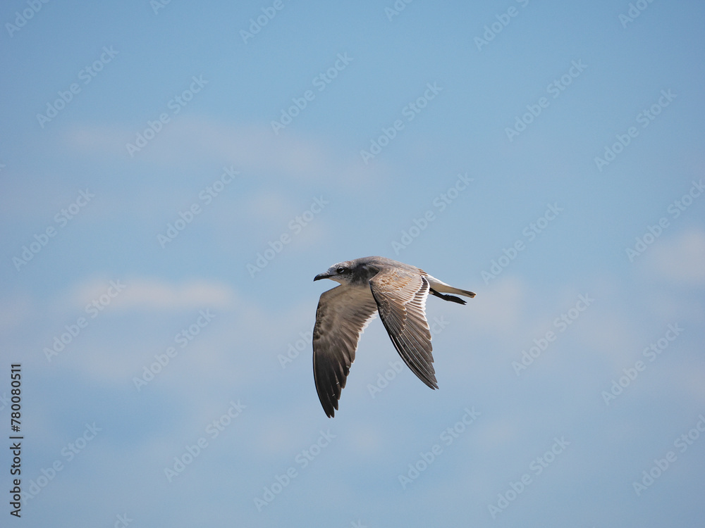 Fototapeta premium Seagull in flight