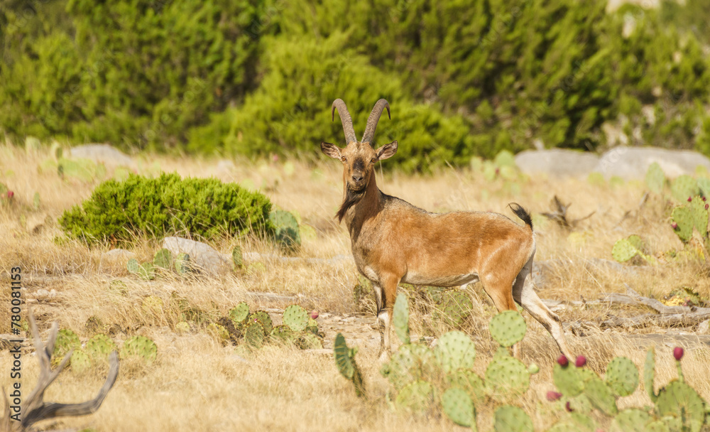 Nubian ibex Nubian ibex