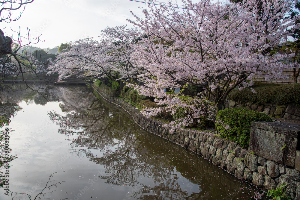 鎌倉244　鶴岡八幡宮31　桜