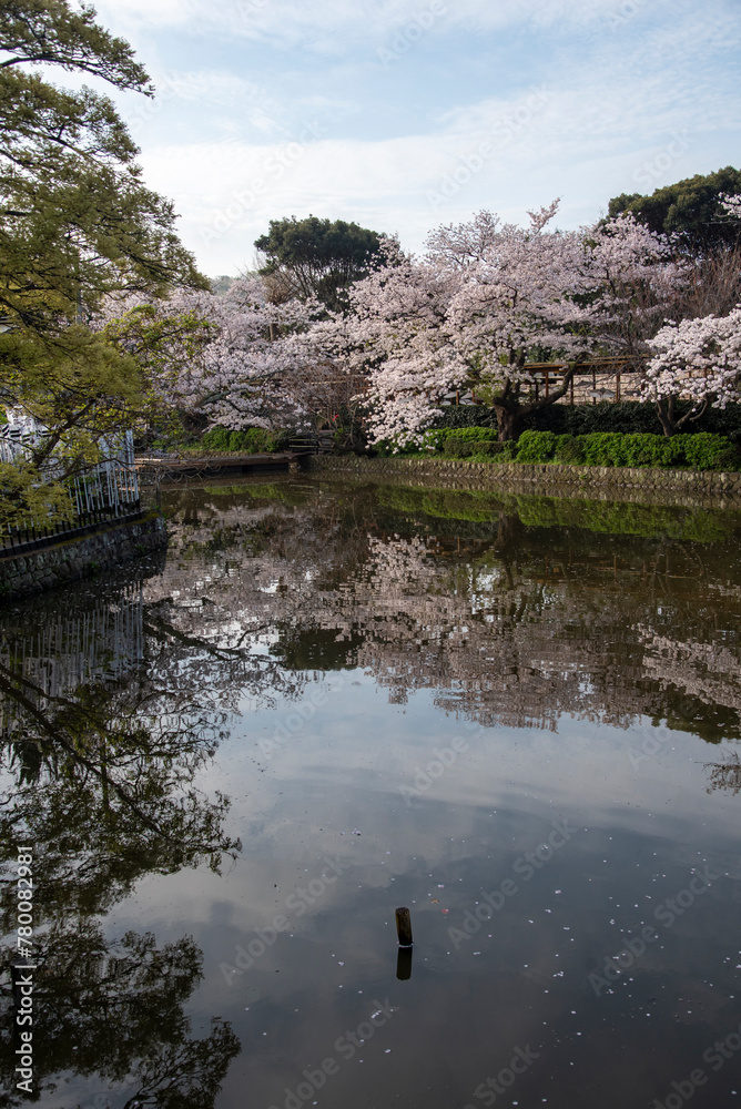 Fototapeta premium 鎌倉244 鶴岡八幡宮30 桜