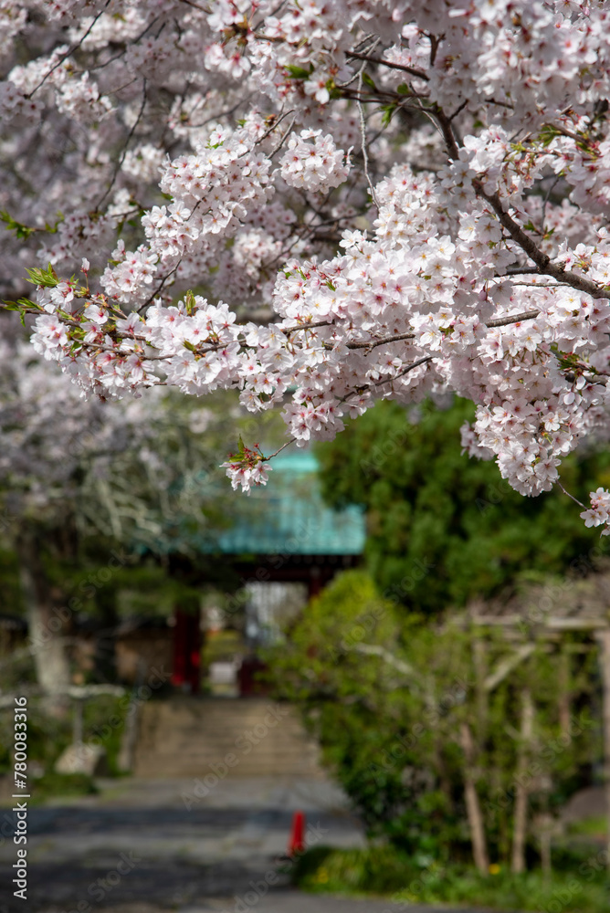 鎌倉244 光則寺21 桜 鎌倉244 光則寺21 桜