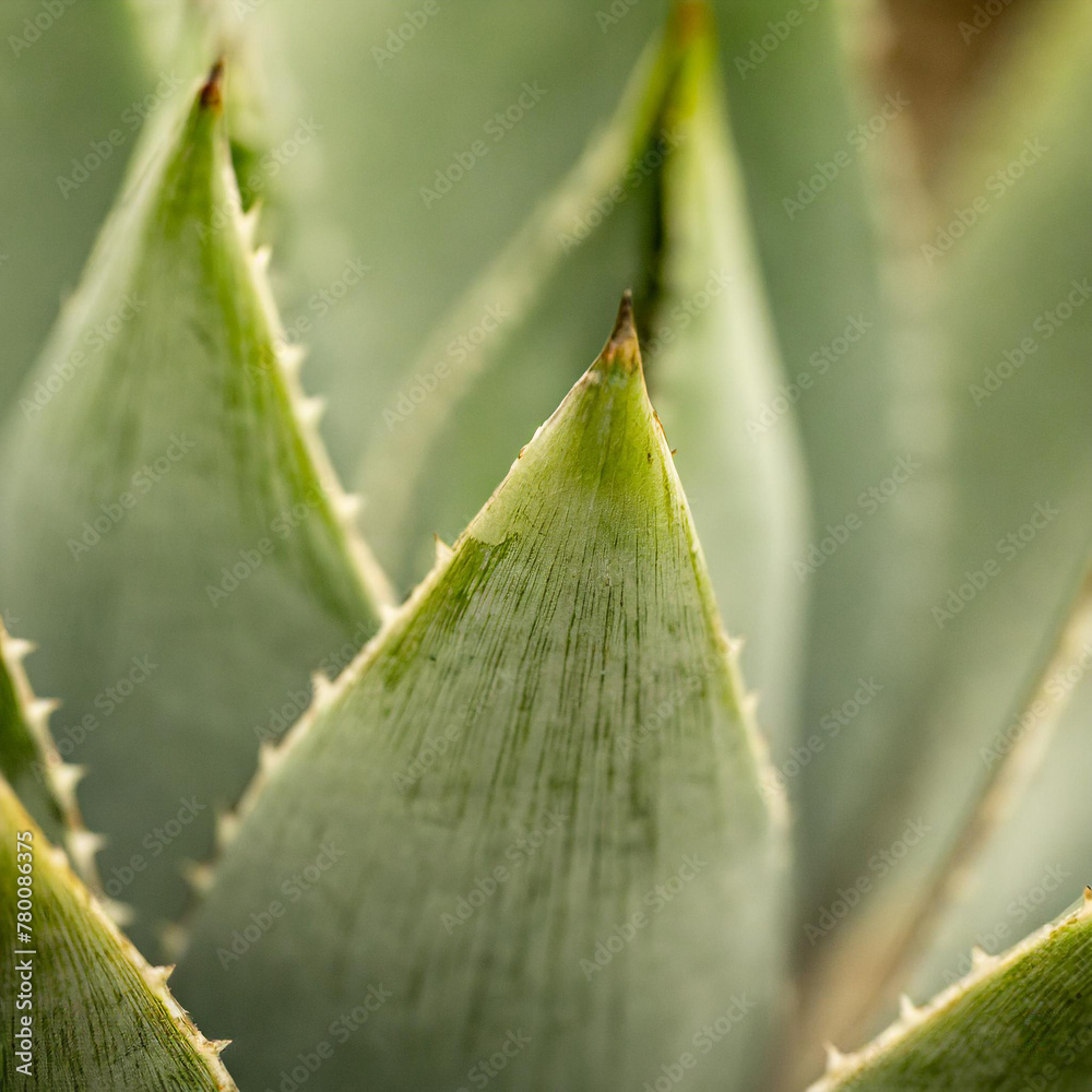 A close up view of a beautiful succulent plant revealing fine textures and intricate details - square format A close up view of a beautiful succulent plant revealing fine textures and intricate details - square format