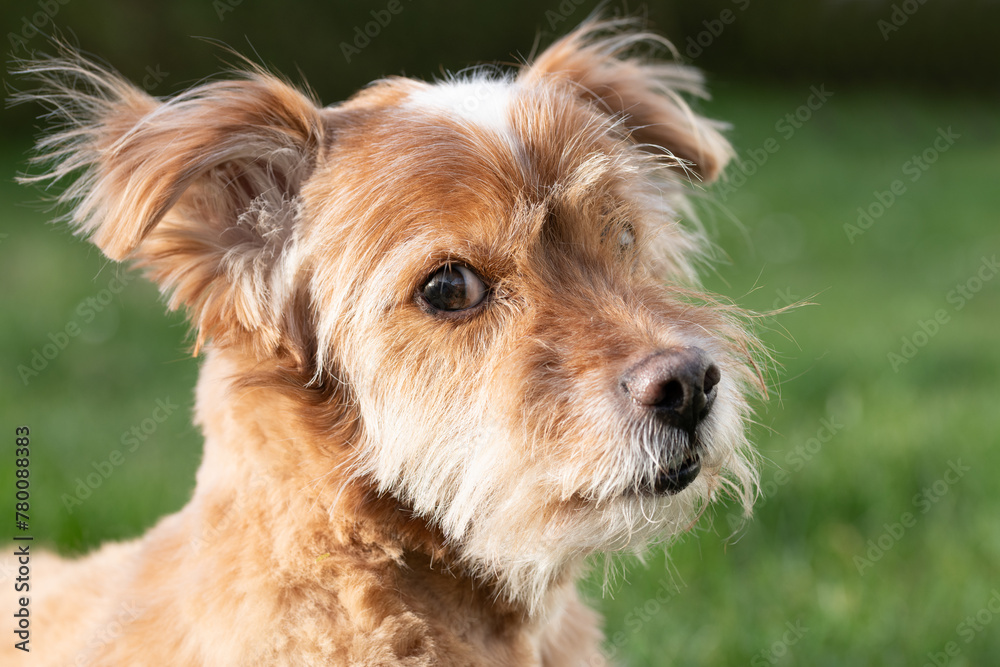 Portrait of a small brown dog with long hair. The dog is looking to the side. A green meadow in the background. The animal is looking curiously. Portrait of a small brown dog with long hair. The dog is looking to the side. A green meadow in the background. The animal is looking curiously.