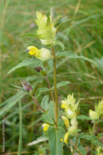 Rhinanthus alectorolophus