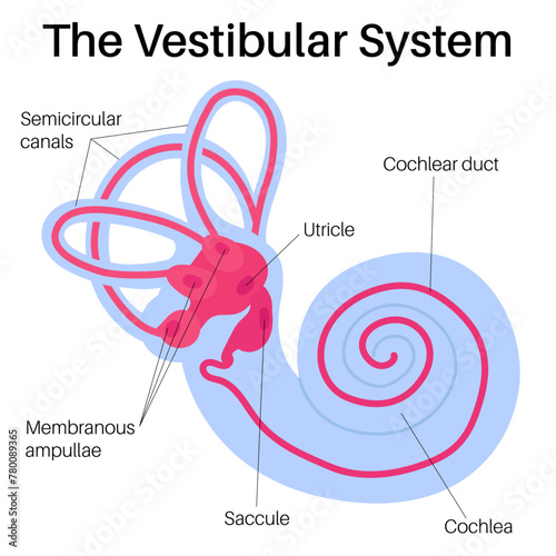 Inner Ear: Anatomy and Function. photo