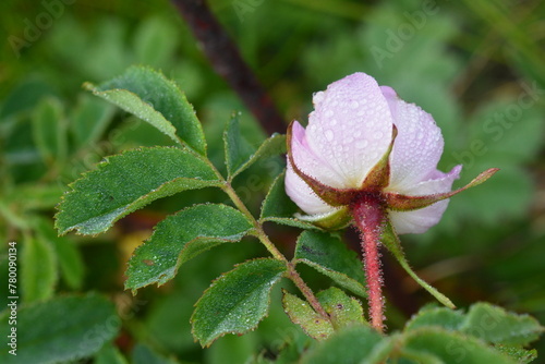 rosa pendulina