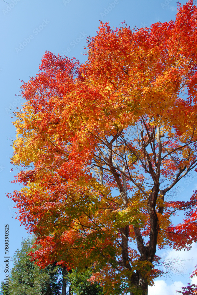 秋の大徳寺　境内の紅葉　京都市北区紫野