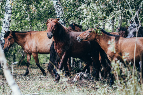 Wild Horses in group
