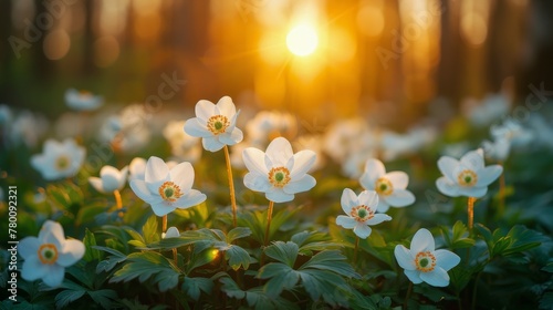 A Bunch of Flowers in the Grass